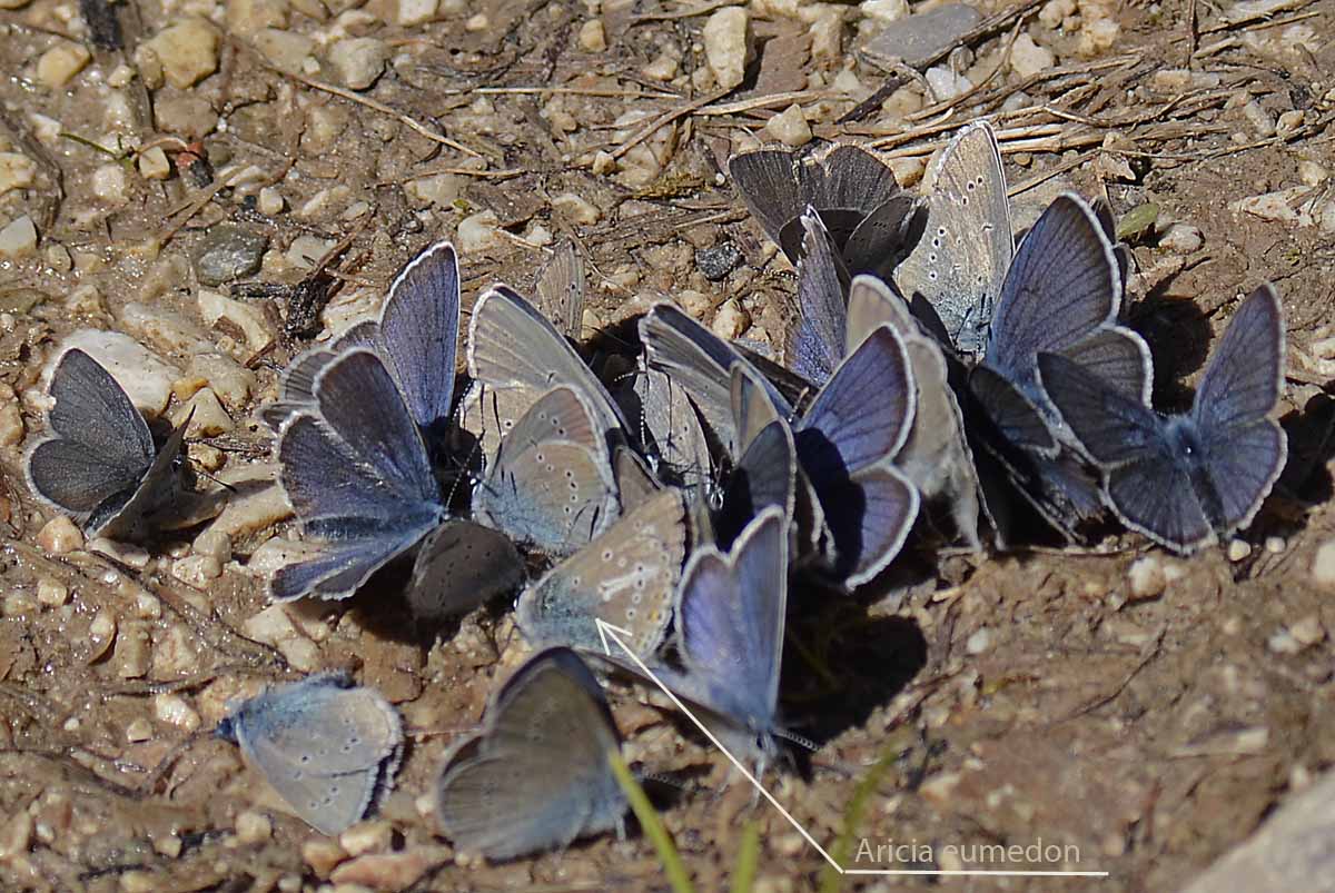 Affollamento Lycaenidae, qualche id,?